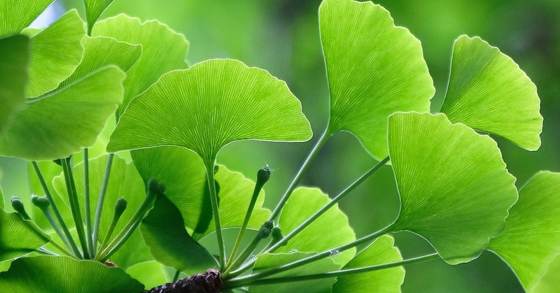 Ginkgo biloba pomáha rozkladať mikrozrazeniny spôsobené hrotovým proteínom z covidových vakcín